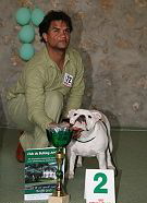 My english bulldog chouchen en expo
